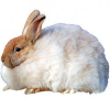 https://www.americanbreeder.com/images/com_adsmanager/categories/2286cat_t.jpg