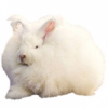 https://www.americanbreeder.com/images/com_adsmanager/categories/2288cat_t.jpg