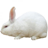 https://www.americanbreeder.com/images/com_adsmanager/categories/2291cat_t.jpg