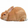 https://www.americanbreeder.com/images/com_adsmanager/categories/2292cat_t.jpg