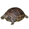 https://www.americanbreeder.com/images/com_adsmanager/categories/2313cat_t.jpg