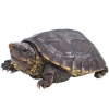 https://www.americanbreeder.com/images/com_adsmanager/categories/2320cat_t.jpg