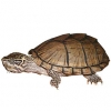 https://www.americanbreeder.com/images/com_adsmanager/categories/2321cat_t.jpg
