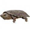 https://www.americanbreeder.com/images/com_adsmanager/categories/2322cat_t.jpg