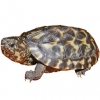 https://www.americanbreeder.com/images/com_adsmanager/categories/2323cat_t.jpg