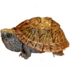 https://www.americanbreeder.com/images/com_adsmanager/categories/2324cat_t.jpg