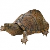 https://www.americanbreeder.com/images/com_adsmanager/categories/2326cat_t.jpg