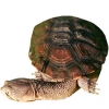 https://www.americanbreeder.com/images/com_adsmanager/categories/2333cat_t.jpg