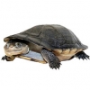https://www.americanbreeder.com/images/com_adsmanager/categories/2334cat_t.jpg