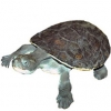 https://www.americanbreeder.com/images/com_adsmanager/categories/2336cat_t.jpg