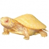 https://www.americanbreeder.com/images/com_adsmanager/categories/2345cat_t.jpg