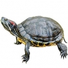 https://www.americanbreeder.com/images/com_adsmanager/categories/2347cat_t.jpg