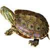 https://www.americanbreeder.com/images/com_adsmanager/categories/2350cat_t.jpg