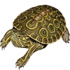 https://www.americanbreeder.com/images/com_adsmanager/categories/2351cat_t.jpg