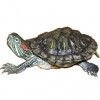 https://www.americanbreeder.com/images/com_adsmanager/categories/2353cat_t.jpg