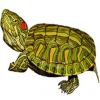 https://www.americanbreeder.com/images/com_adsmanager/categories/2354cat_t.jpg