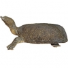 https://www.americanbreeder.com/images/com_adsmanager/categories/2357cat_t.jpg