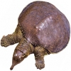 https://www.americanbreeder.com/images/com_adsmanager/categories/2359cat_t.jpg