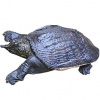 https://www.americanbreeder.com/images/com_adsmanager/categories/2361cat_t.jpg
