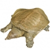 https://www.americanbreeder.com/images/com_adsmanager/categories/2363cat_t.jpg