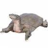 https://www.americanbreeder.com/images/com_adsmanager/categories/2366cat_t.jpg