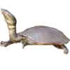 https://www.americanbreeder.com/images/com_adsmanager/categories/2367cat_t.jpg