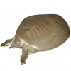 https://www.americanbreeder.com/images/com_adsmanager/categories/2369cat_t.jpg