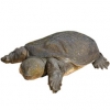 https://www.americanbreeder.com/images/com_adsmanager/categories/2370cat_t.jpg