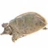 https://www.americanbreeder.com/images/com_adsmanager/categories/2371cat_t.jpg