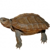 https://www.americanbreeder.com/images/com_adsmanager/categories/2373cat_t.jpg