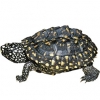 https://www.americanbreeder.com/images/com_adsmanager/categories/2374cat_t.jpg