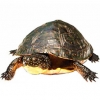 https://www.americanbreeder.com/images/com_adsmanager/categories/2375cat_t.jpg