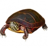 https://www.americanbreeder.com/images/com_adsmanager/categories/2379cat_t.jpg