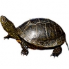 https://www.americanbreeder.com/images/com_adsmanager/categories/2380cat_t.jpg