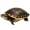 https://www.americanbreeder.com/images/com_adsmanager/categories/2381cat_t.jpg