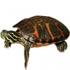 https://www.americanbreeder.com/images/com_adsmanager/categories/2382cat_t.jpg