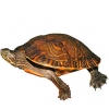 https://www.americanbreeder.com/images/com_adsmanager/categories/2387cat_t.jpg