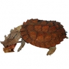 https://www.americanbreeder.com/images/com_adsmanager/categories/2390cat_t.jpg