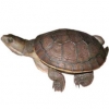 https://www.americanbreeder.com/images/com_adsmanager/categories/2391cat_t.jpg
