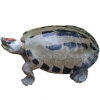 https://www.americanbreeder.com/images/com_adsmanager/categories/2393cat_t.jpg
