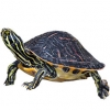 https://www.americanbreeder.com/images/com_adsmanager/categories/2394cat_t.jpg
