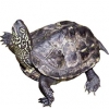 https://www.americanbreeder.com/images/com_adsmanager/categories/2395cat_t.jpg