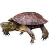 https://www.americanbreeder.com/images/com_adsmanager/categories/2398cat_t.jpg