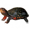https://www.americanbreeder.com/images/com_adsmanager/categories/2400cat_t.jpg