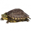 https://www.americanbreeder.com/images/com_adsmanager/categories/2401cat_t.jpg