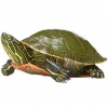 https://www.americanbreeder.com/images/com_adsmanager/categories/2402cat_t.jpg
