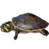 https://www.americanbreeder.com/images/com_adsmanager/categories/2403cat_t.jpg