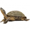 https://www.americanbreeder.com/images/com_adsmanager/categories/2405cat_t.jpg
