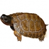 https://www.americanbreeder.com/images/com_adsmanager/categories/2407cat_t.jpg