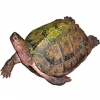 https://www.americanbreeder.com/images/com_adsmanager/categories/2410cat_t.jpg